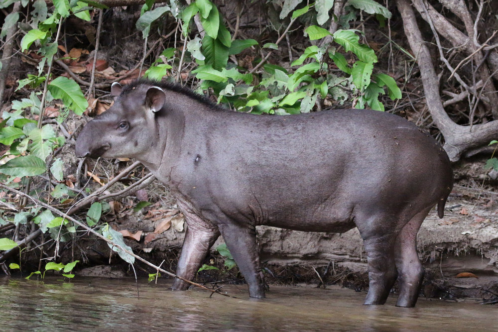 South_American_tapir_(Tapirus_terrestris).jpg