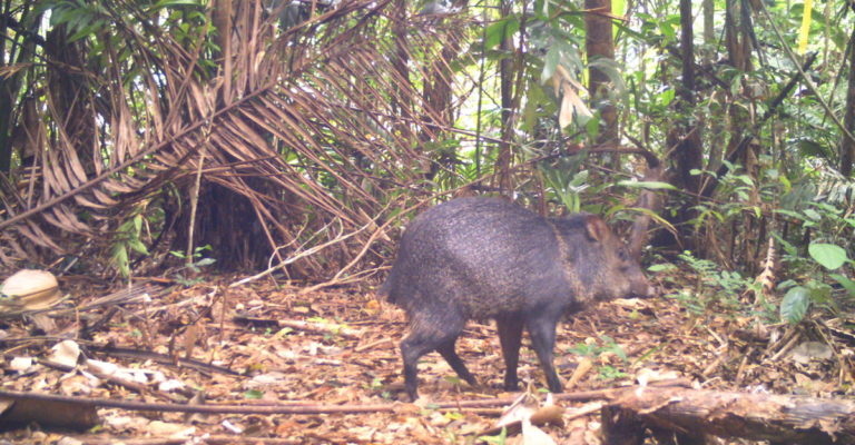 biodiversidad-conservacion-areas_naturales_protegidas-bosques-bolivia-6-768x400.jpg