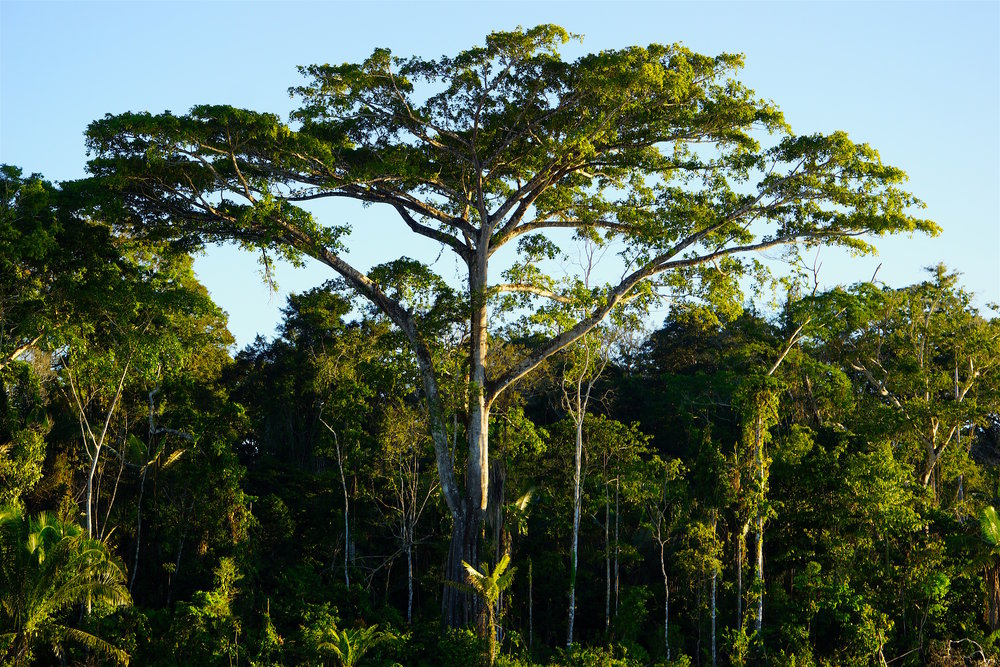 Awesome strangling fig.jpg