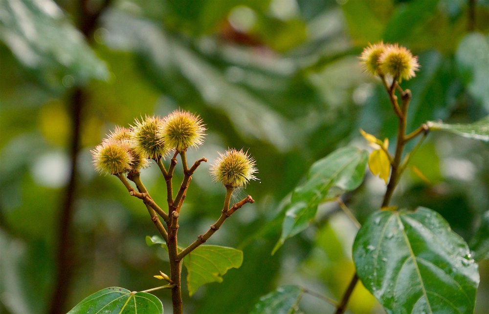 Fruits of the forest.jpg