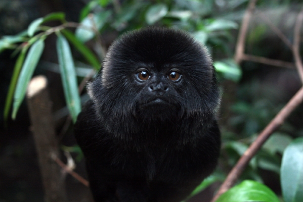 Goeldi's marmoset