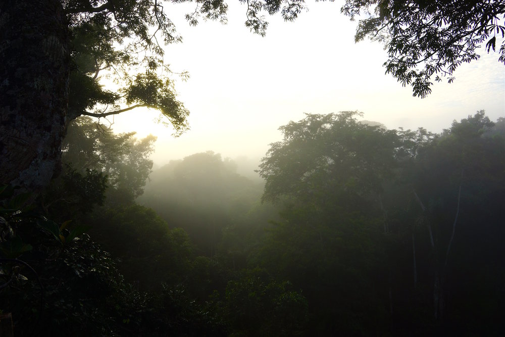 Misty morning from canopy.jpg