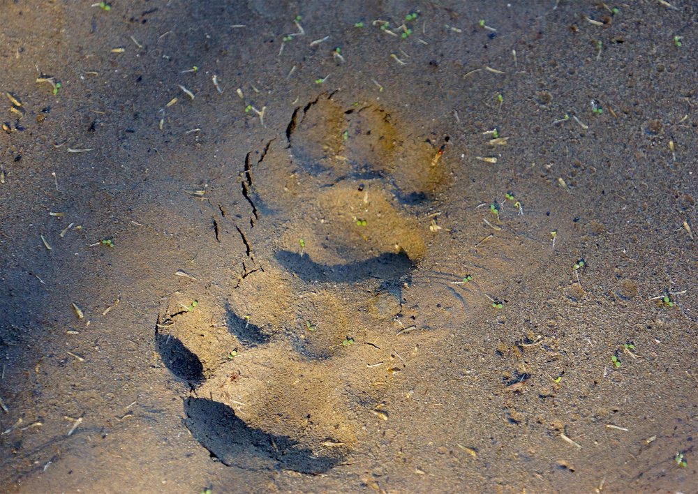 Ocelot tracks.jpg