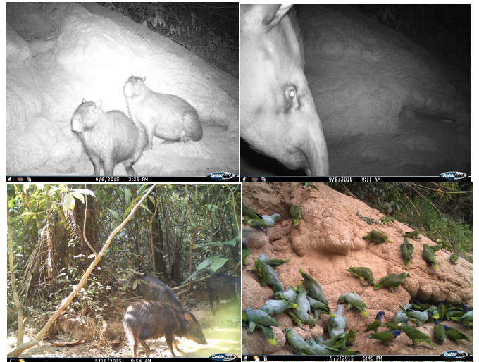 Camera trap photos from the new protected areas. &nbsp;