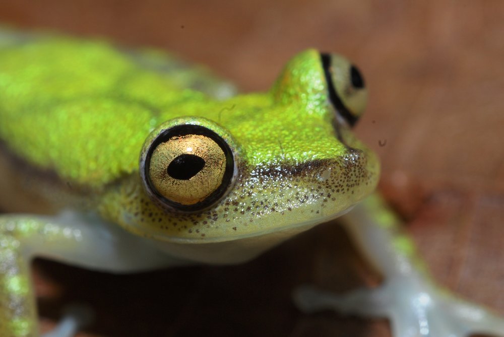 Hypsiboas_nympha_2_ADC.JPG