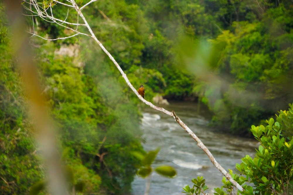 Enrique fauna 1.jpg