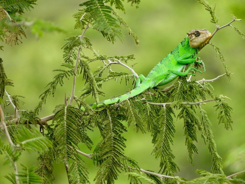 Polychrus peruvianus_1.JPG