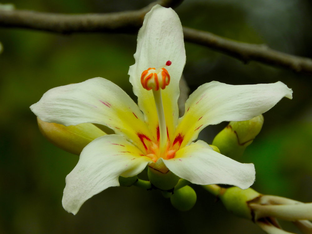 flor de Ceiba sp.JPG