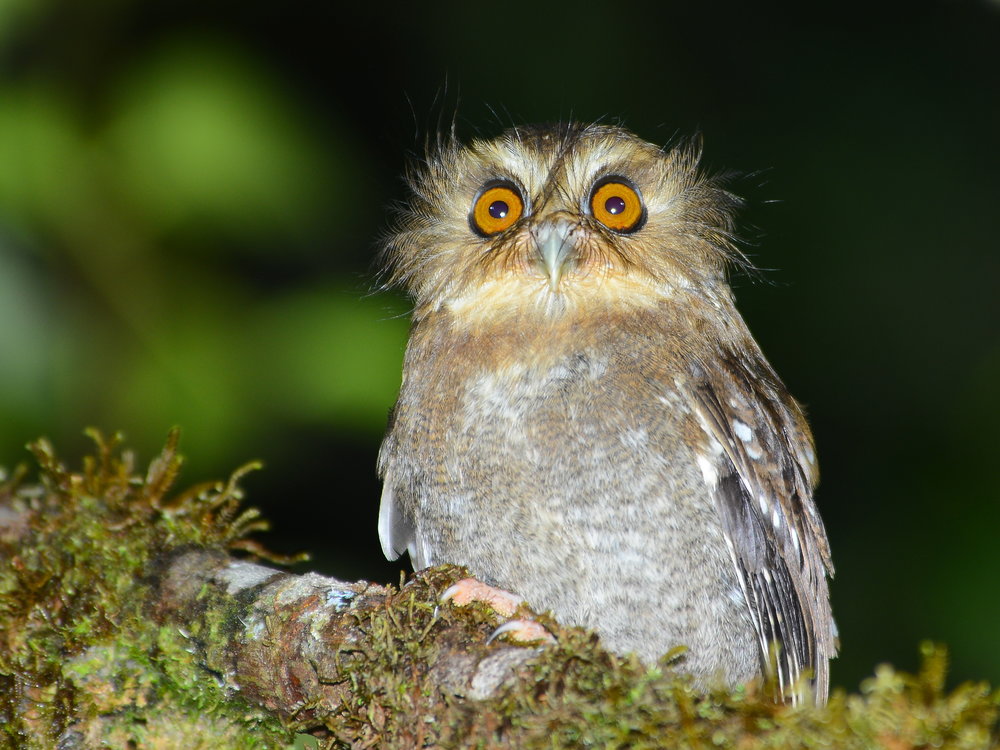 Long-whiskered owlet (Xenoglaux loweryi). Photo: ECOAN