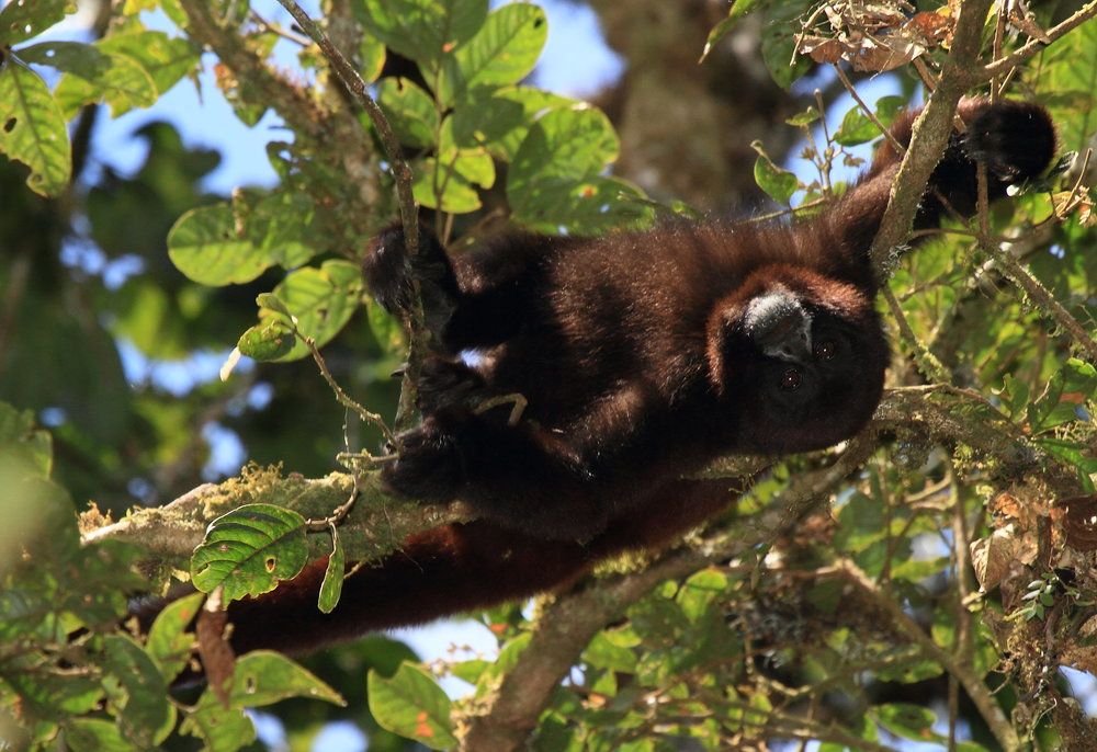 Yellow-tailed woolly monkey (Oreonax flavicauda). Photo: ECOAN