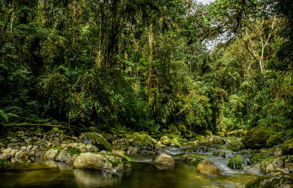 Vista Alegre Omia Regional Conservation Area