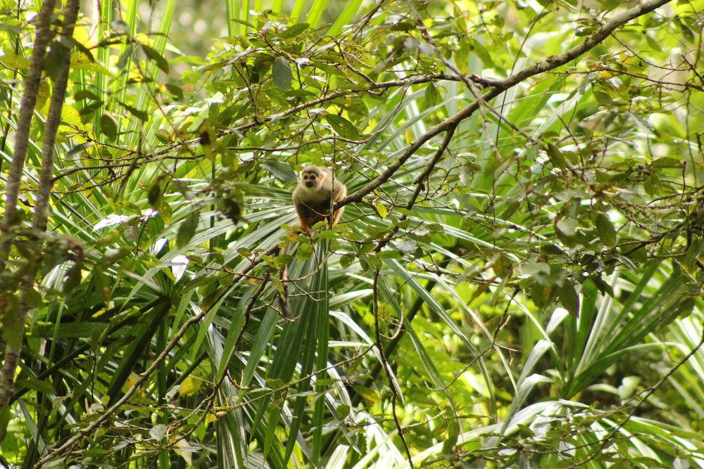 Bella Durmiente Conservation Concession