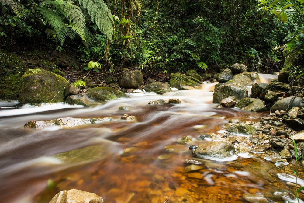 Zamora Chinchipe Provincial Reserve 