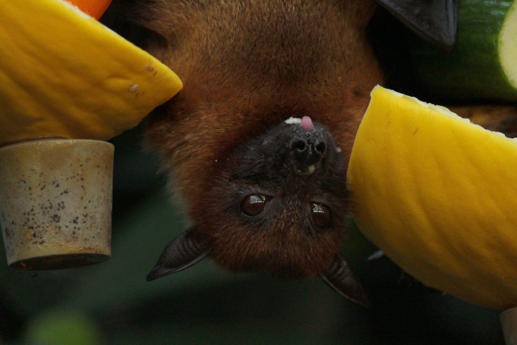 A close up photo of a bat eating fruit