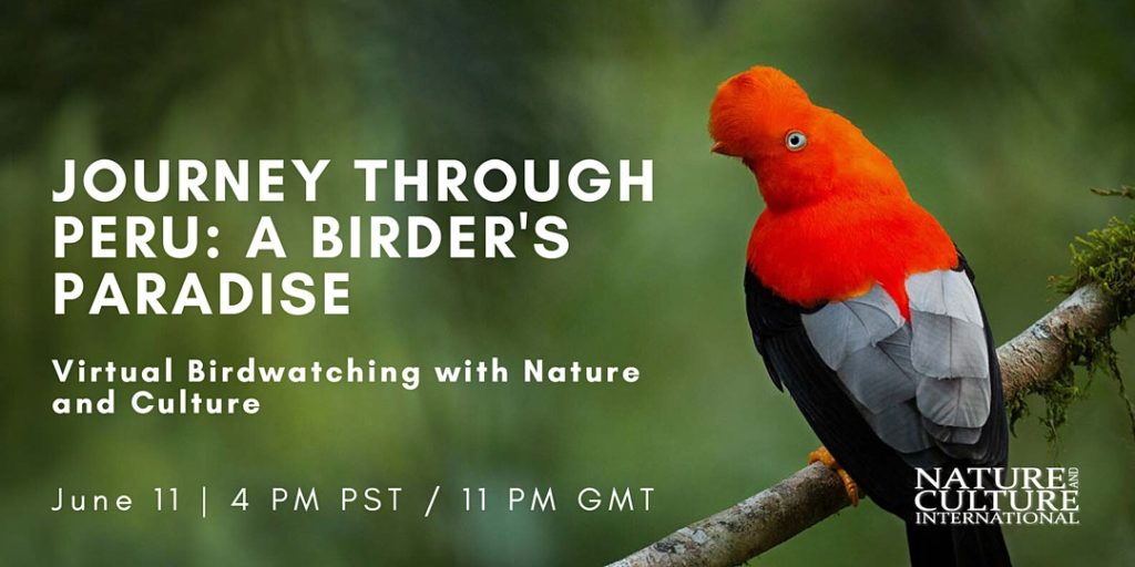 birding birding