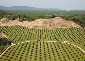 deforestation deforestation
