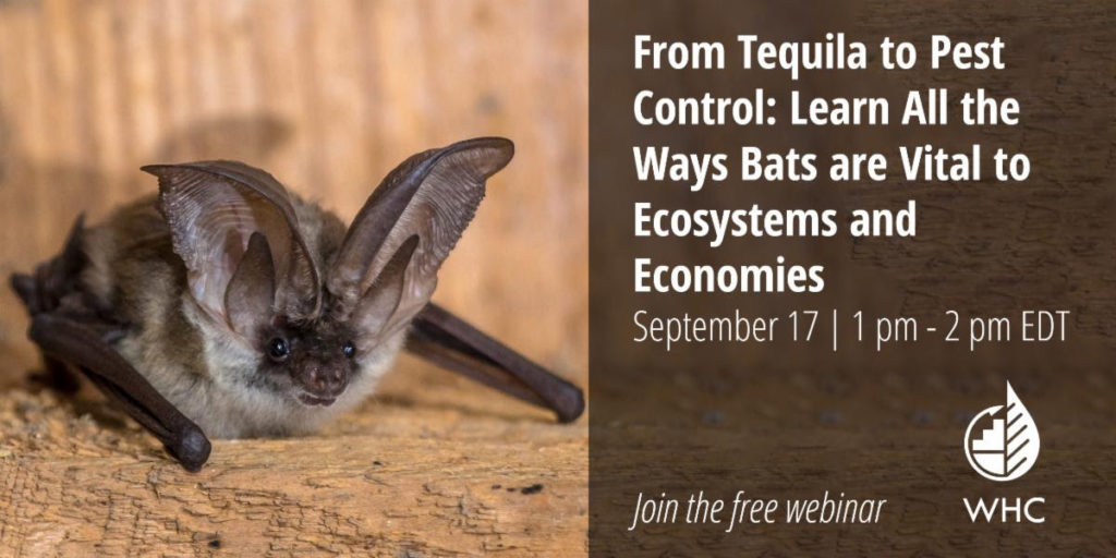 poster for the webinar about the relationship between bats and tequila