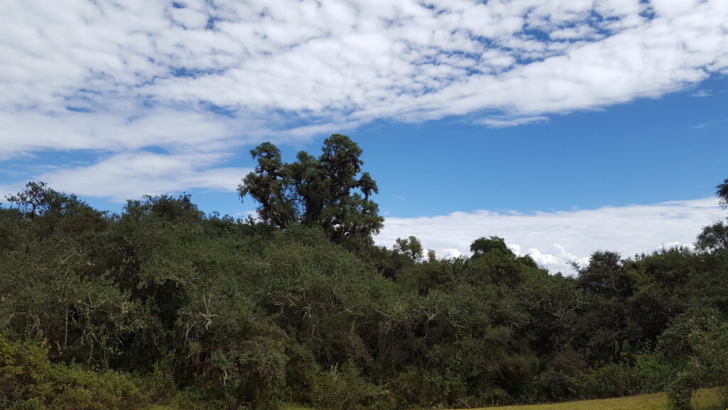 landscape photo with skyline and green trees