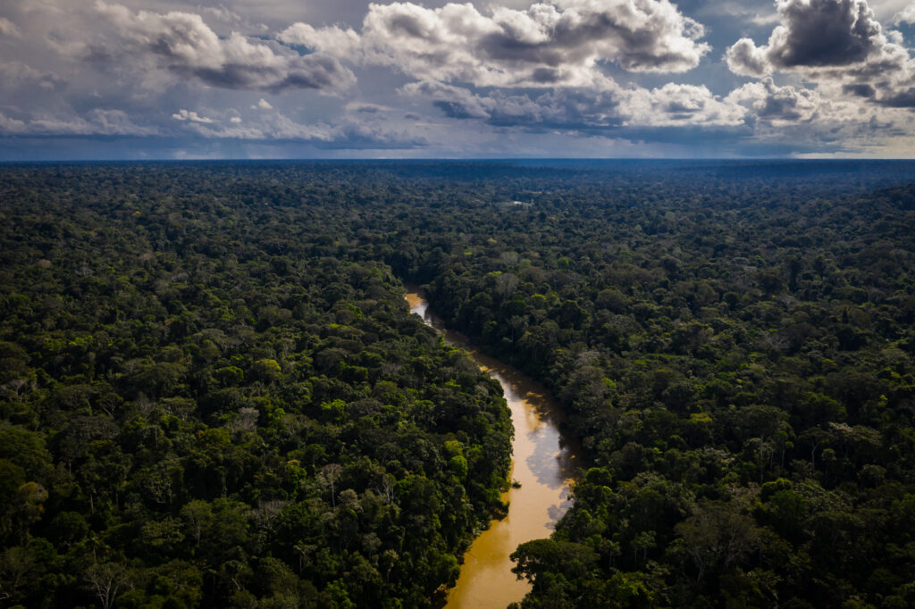 River flowing through a dense forest