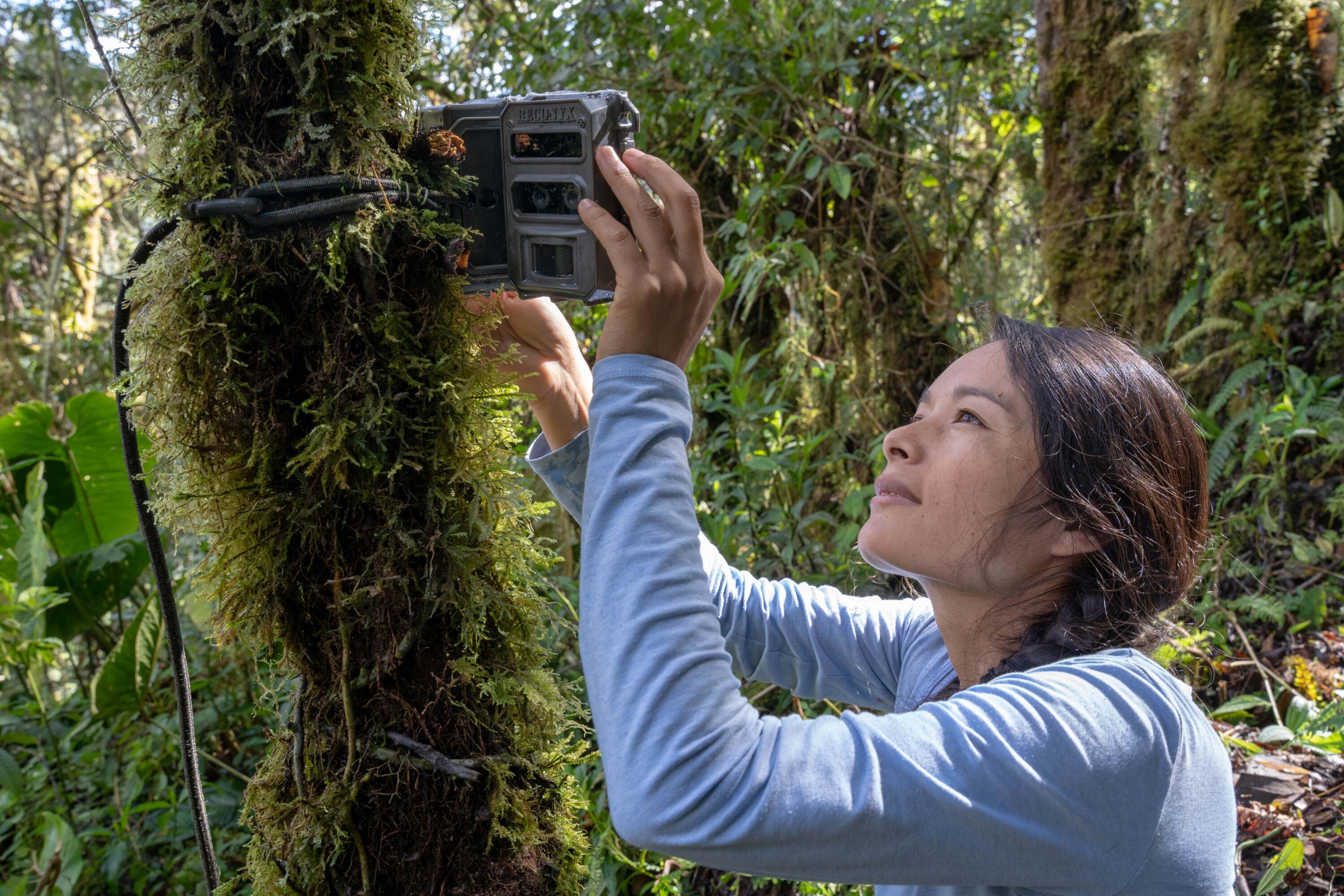 PillcoWA24_1 Ruthmery deploying a camera traps ©AndrewWhitworth-min Ruth Pillco, a scientist at Wayqecha Cloud Forest Research Station, deploys a camera trap to monitor wildlife. ©Andrew Whitworth